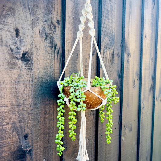 The Hanging Planter